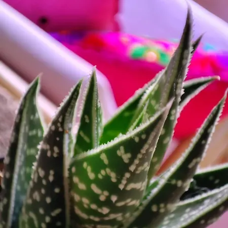 Casina Lubric Diano dʼAlba